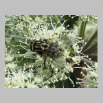 Graphomya maculata - Echte Fliege w07.jpg